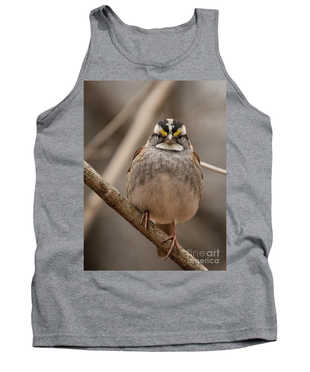 Sparrow Tank Top featuring the photograph Perched II by Alyssa Tumale