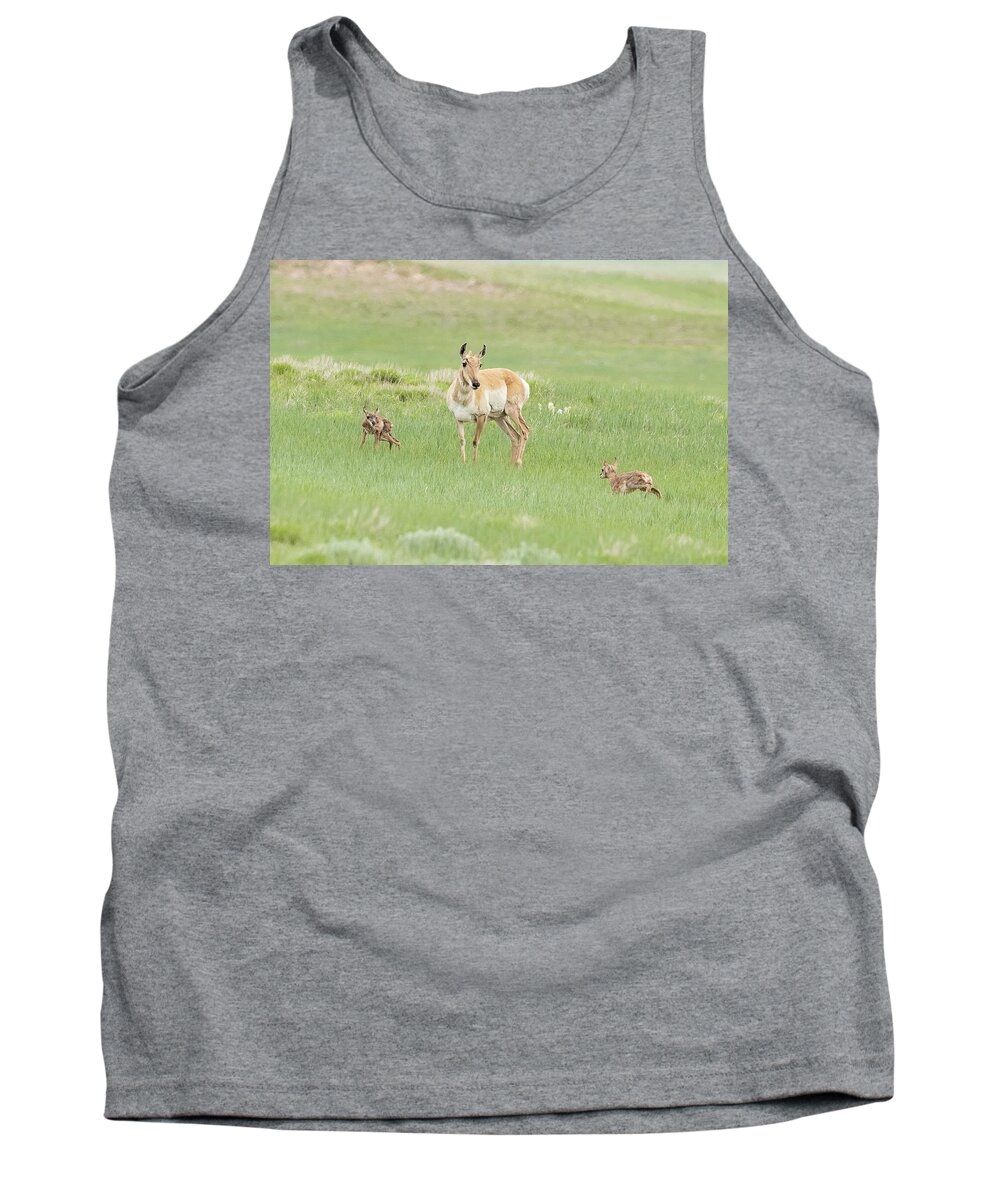 Pronghorn Tank Top featuring the photograph Pronghorn Doe and her Fawns by Tony Hake