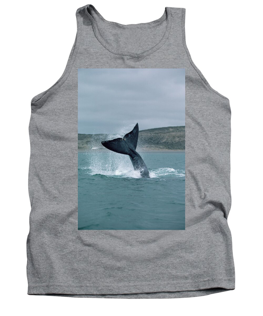 00083997 Tank Top featuring the photograph Right Whale Tail Lobbing by Flip Nicklin