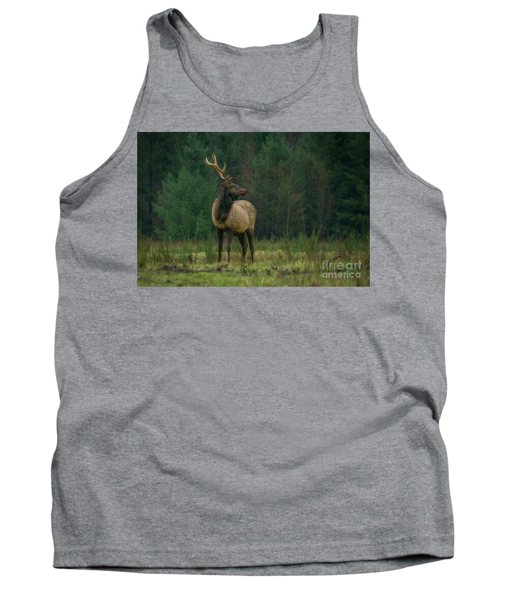 Rocky Mountain Elk Tank Top featuring the photograph Rocky Mountain Elk Looking Back at Herd by Nancy Gleason