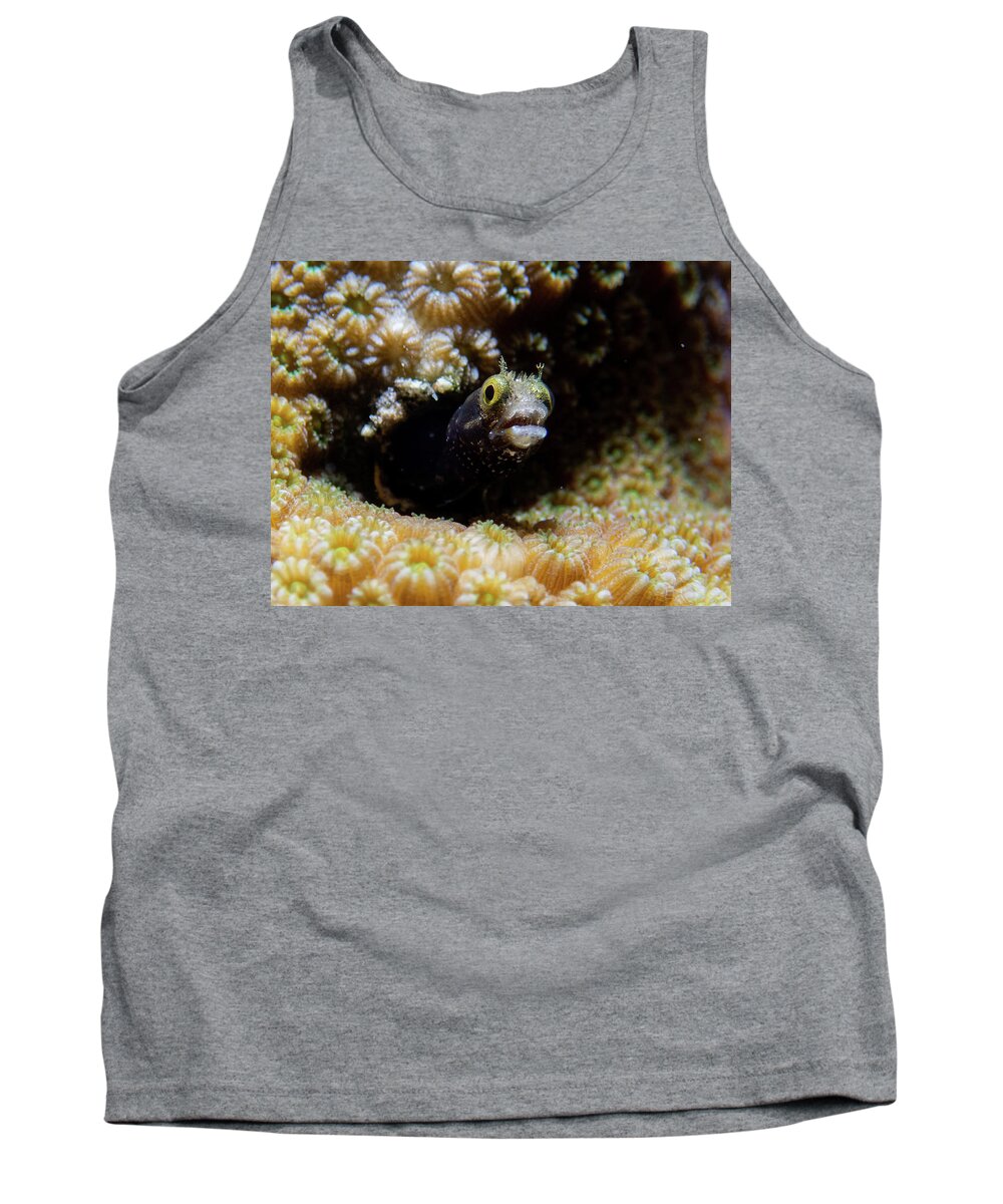 Fish Tank Top featuring the photograph Secretary blenny by Brian Weber