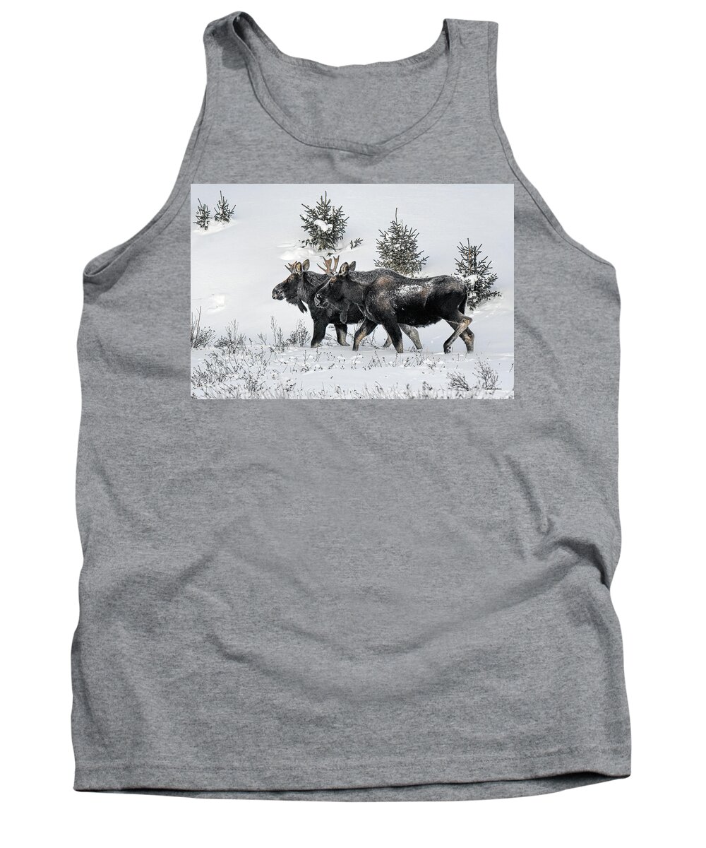 Bull Moose Tank Top featuring the photograph Two Moose in the Snow by Stephen Johnson