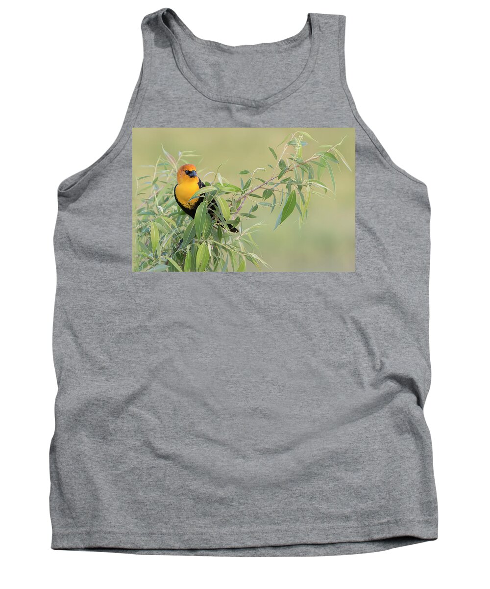 Yellow Tank Top featuring the photograph Yellow-headed Blackbird by Patti Deters