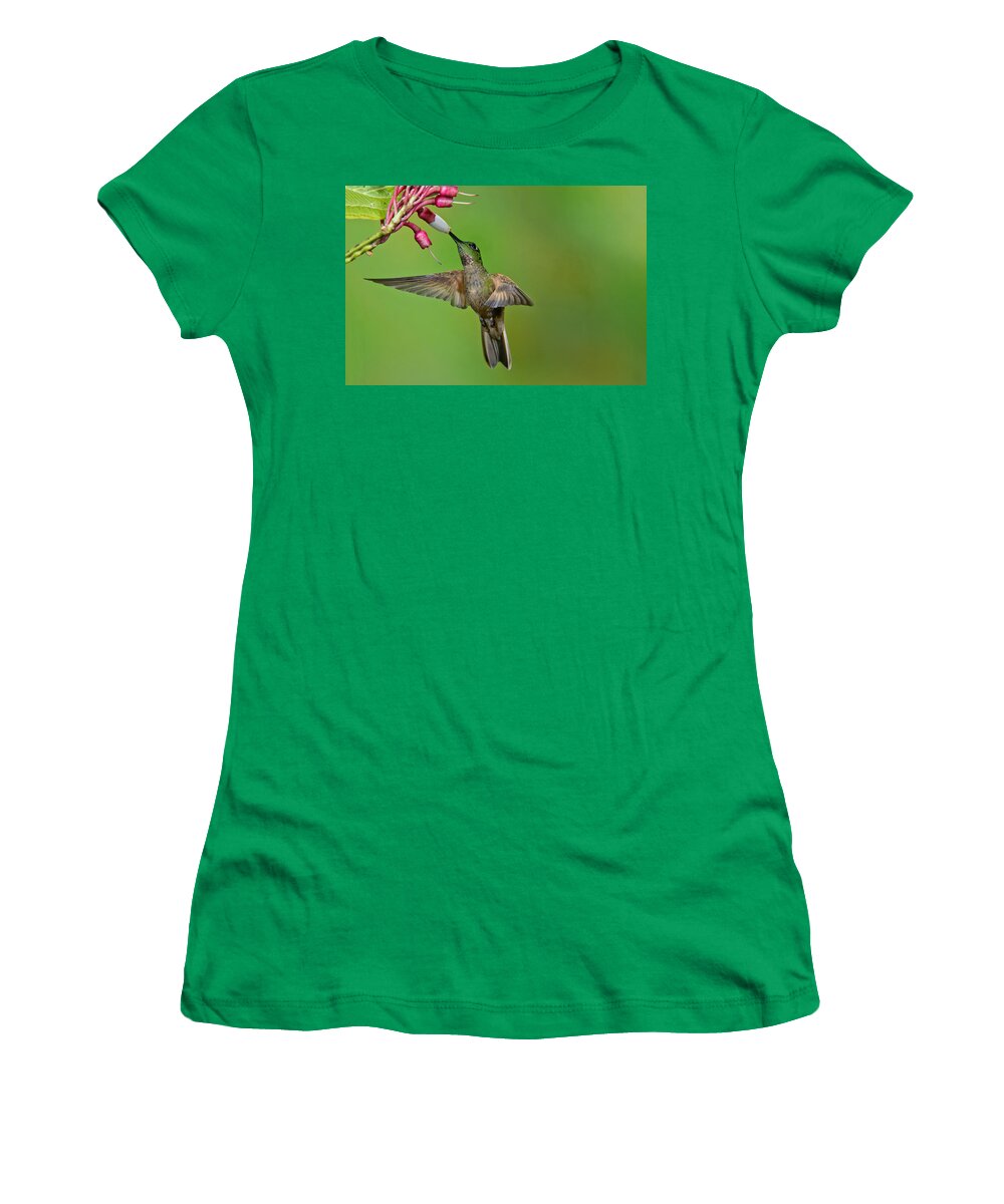 American Fauna Women's T-Shirt featuring the photograph Fawn-breasted Brilliant Hummingbird #2 by Anthony Mercieca