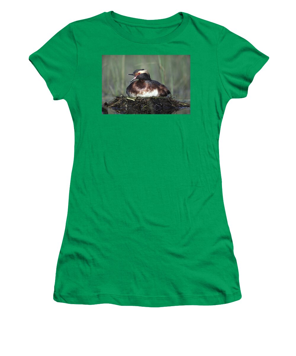 Feb0514 Women's T-Shirt featuring the photograph Horned Grebe Parent Calling On Floating by Tim Fitzharris