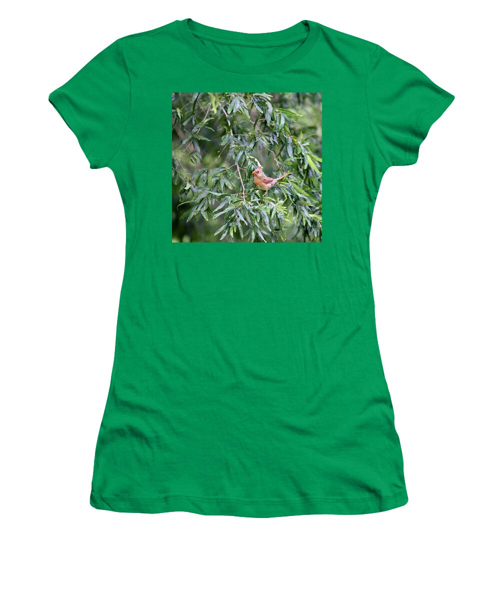 5944 Women's T-Shirt featuring the photograph Mrs Cardinal - Square by Gordon Elwell
