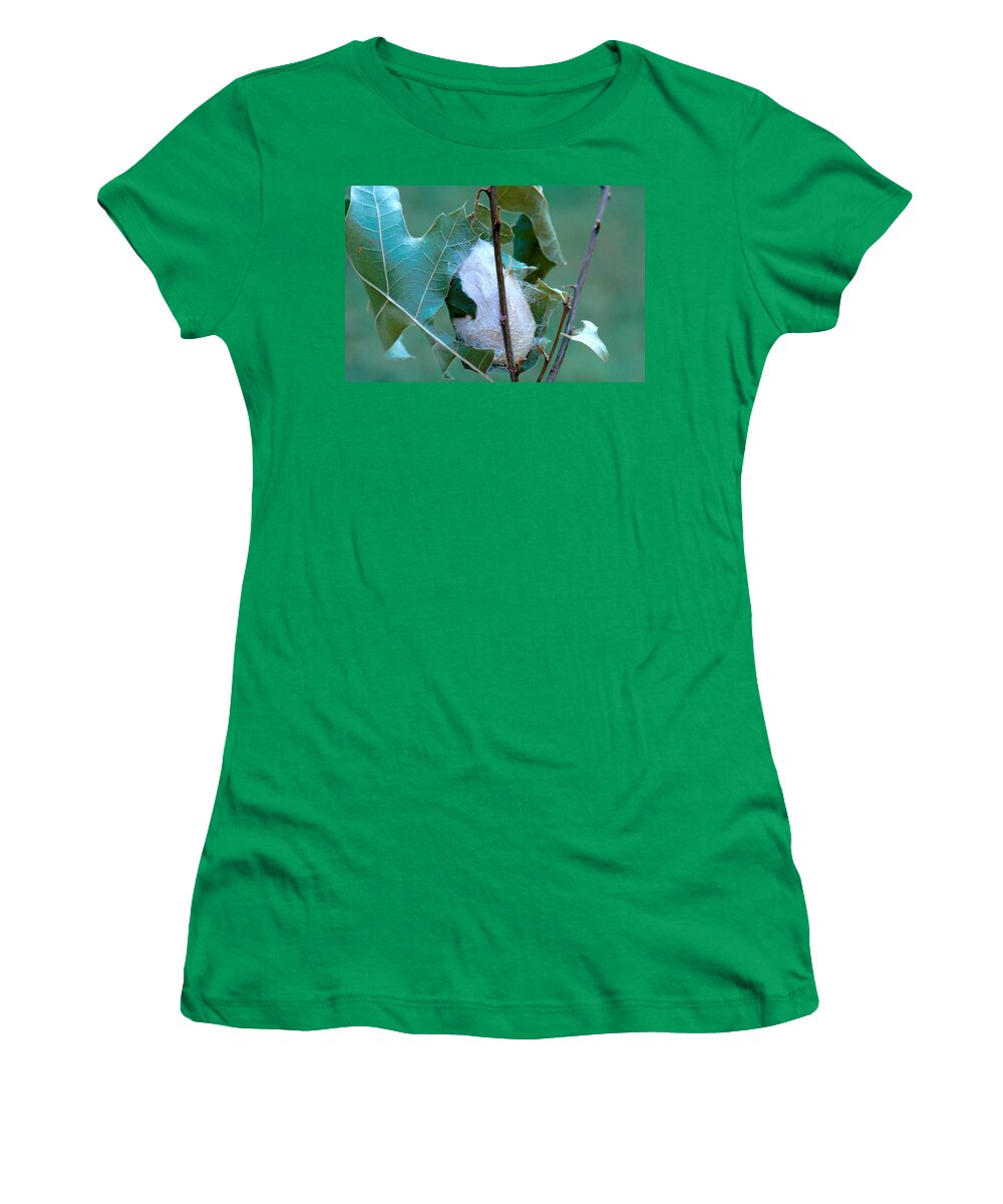 Animal Women's T-Shirt featuring the photograph Polyphemus Moth Cocoon by Steve E. Ross