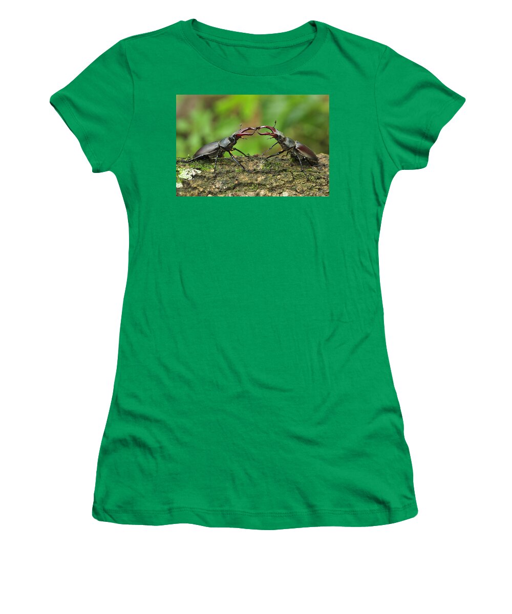 Feb0514 Women's T-Shirt featuring the photograph Stag Beetle Fighting Switzerland by Thomas Marent