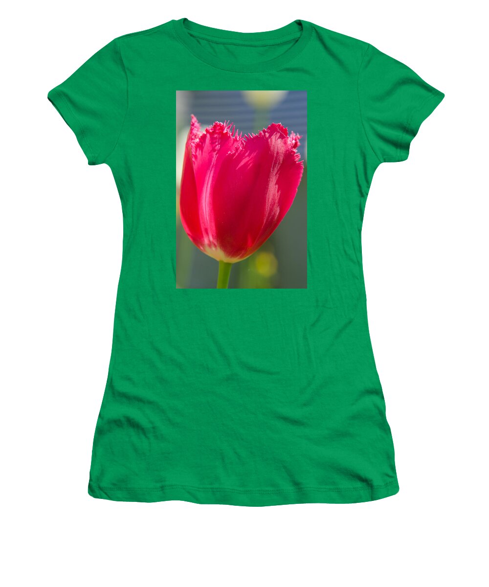 Spring Women's T-Shirt featuring the photograph Tulip on the gray background by Michael Goyberg