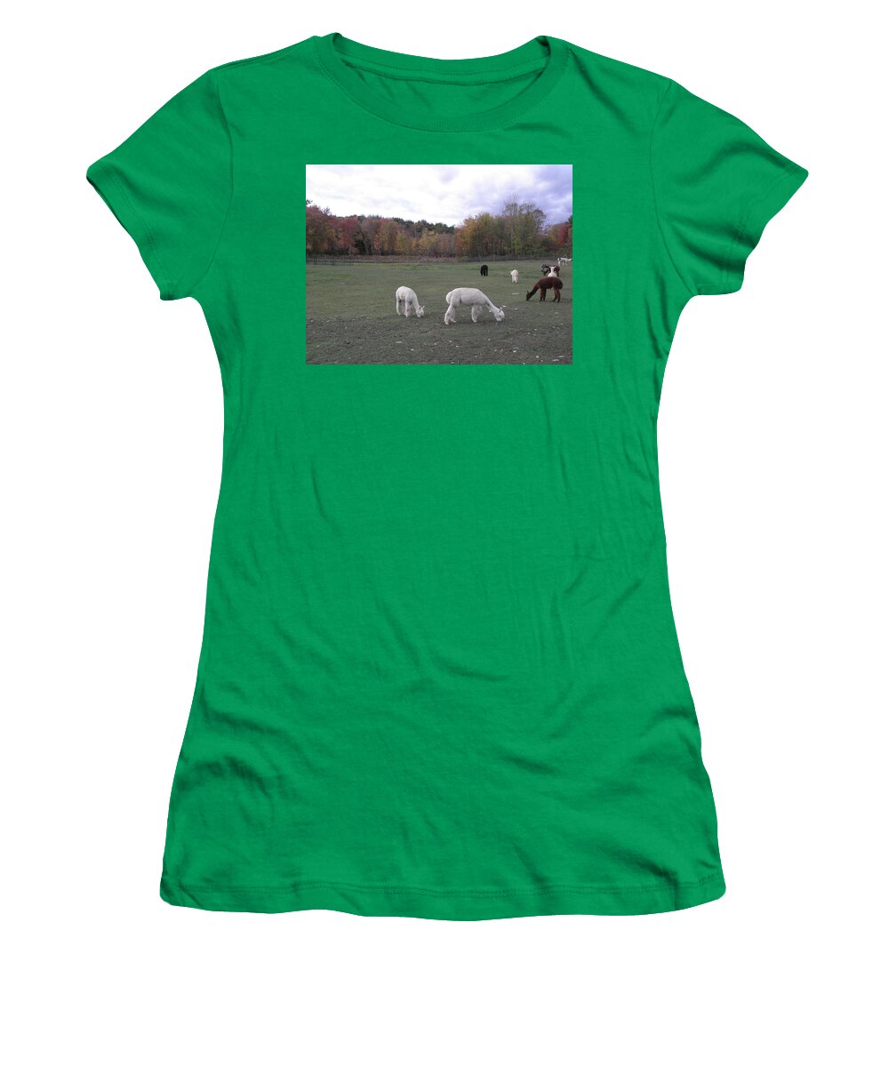 Alpaca Women's T-Shirt featuring the photograph On The Alpaca Farm by Kim Galluzzo Wozniak