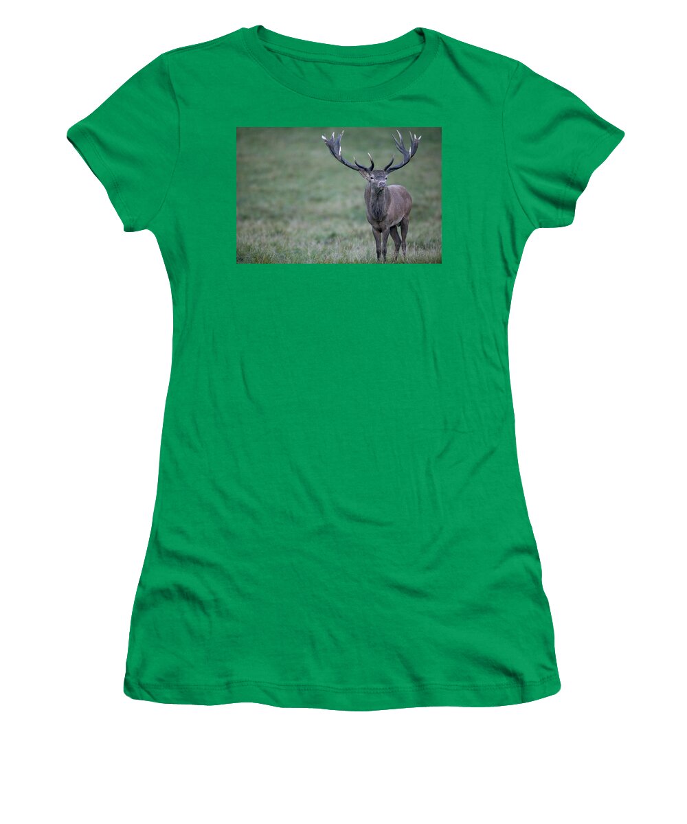 Mp Women's T-Shirt featuring the photograph Red Deer Cervus Elaphus Stag In Autumn by Cyril Ruoso