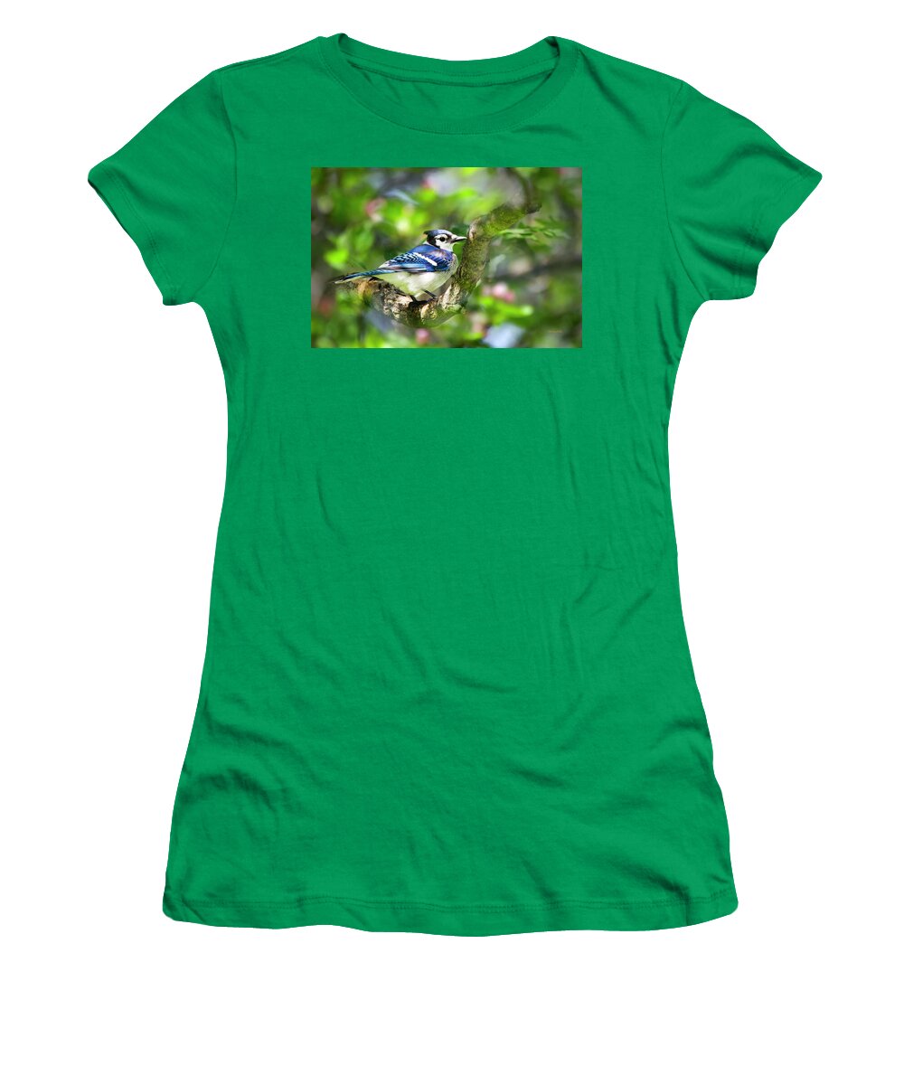 Blue Jay Women's T-Shirt featuring the photograph Spring Blue Jay by Christina Rollo