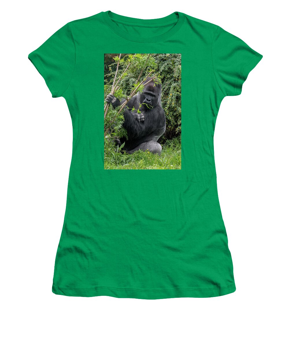 Western Lowland Gorilla Women's T-Shirt featuring the photograph Eating Silverback Gorilla by Arterra Picture Library