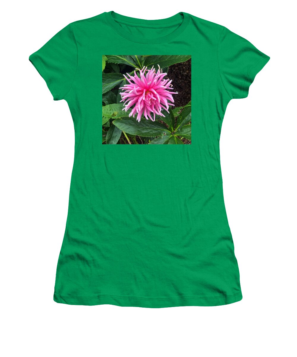 Flower Women's T-Shirt featuring the photograph Garden Dahlia by Grey Coopre