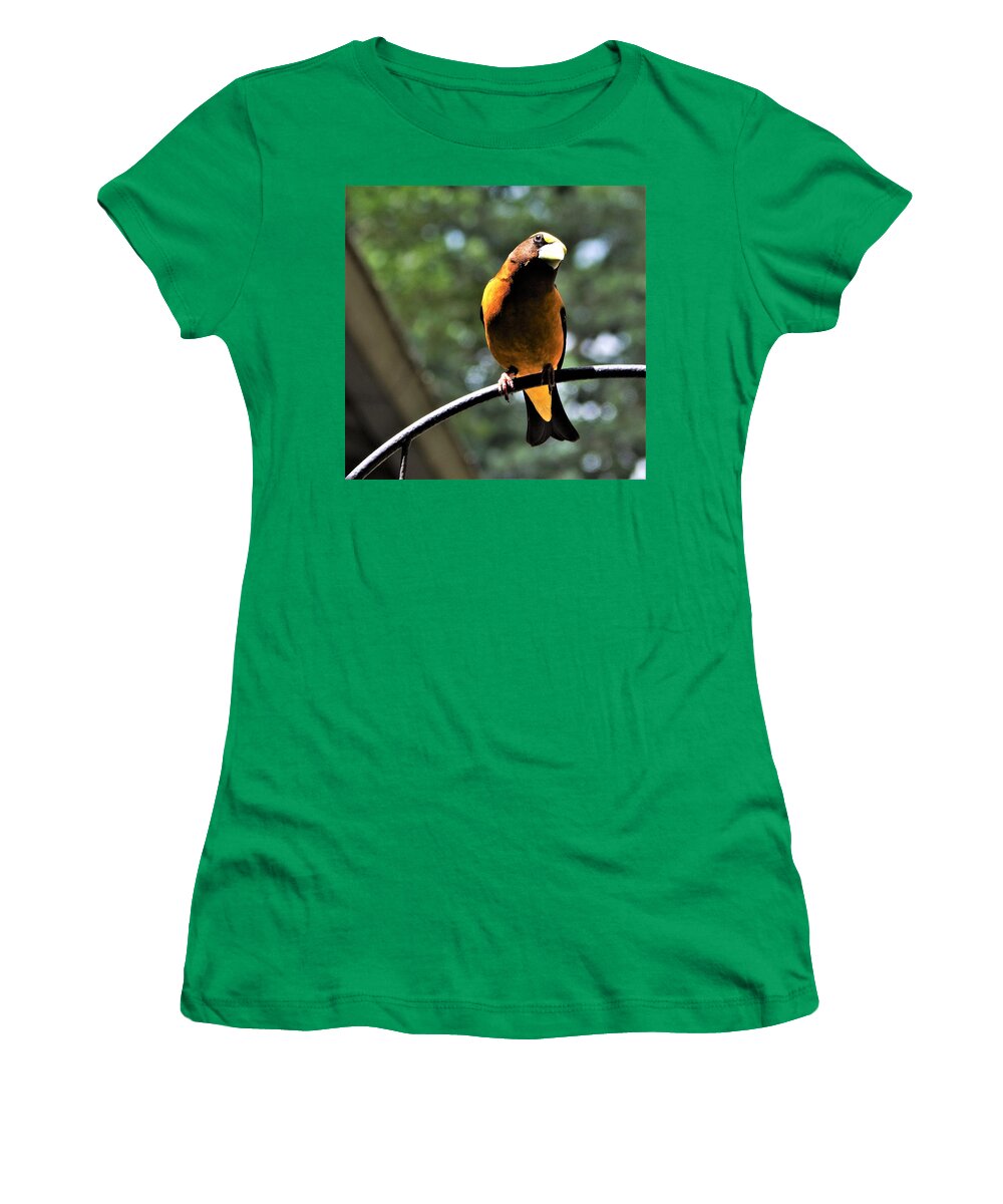 Bird Women's T-Shirt featuring the photograph Posing Male Grosbeak by VLee Watson
