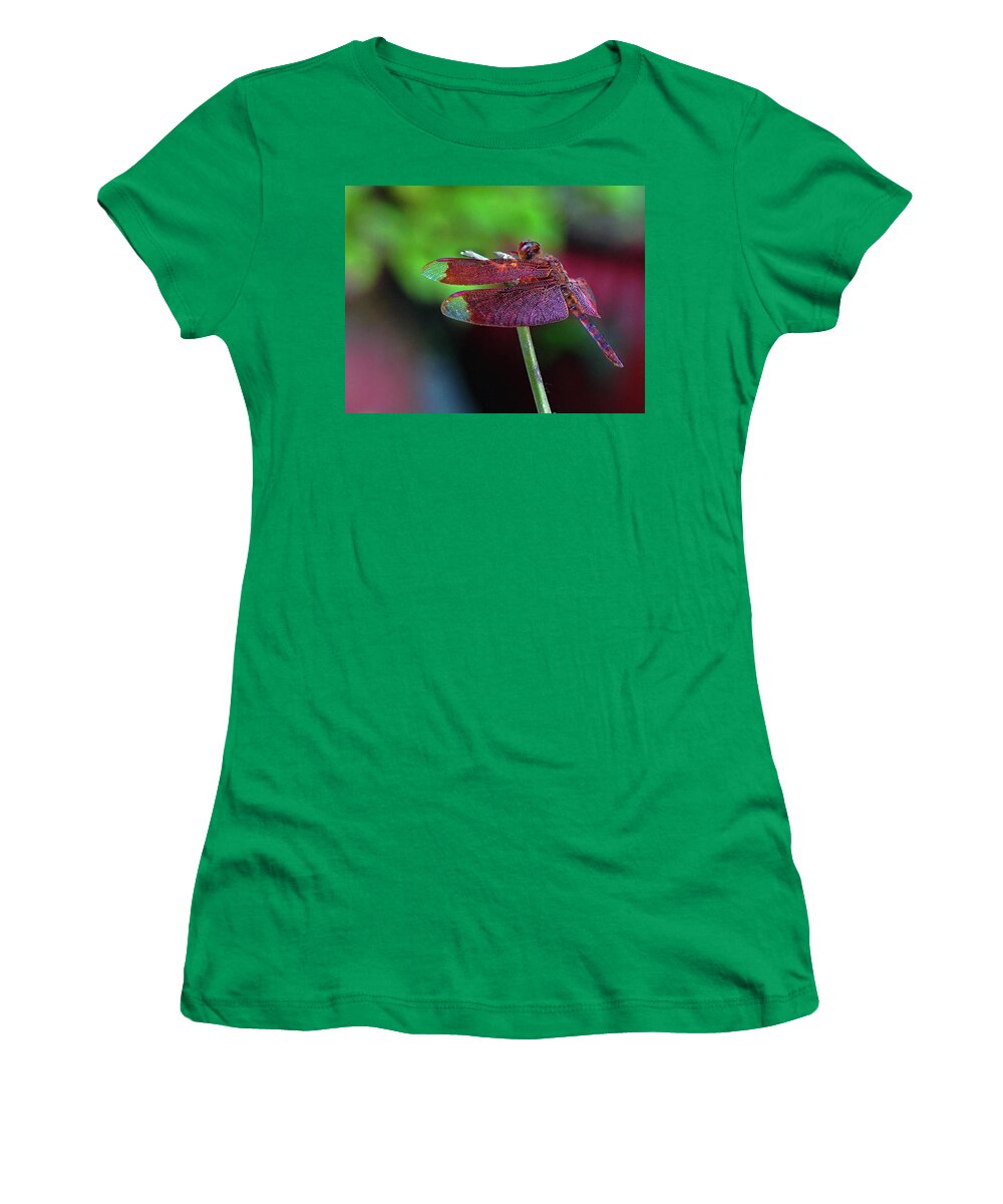 Red Dragonfly Women's T-Shirt featuring the photograph Red Dragonfly Stopped in its Tracks by Matthew Bamberg