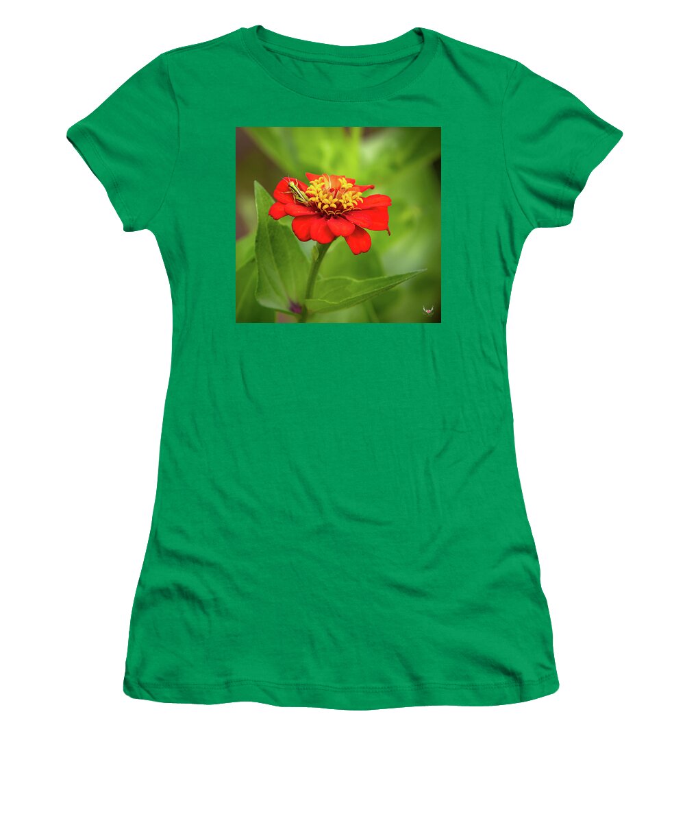 Grasshopper Women's T-Shirt featuring the photograph Red Zinnia by Pam Rendall