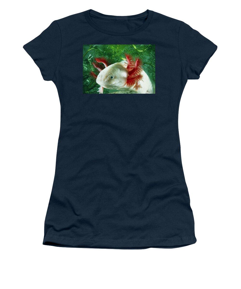Albinism Women's T-Shirt featuring the photograph Albino Axolotl #1 by Perennou Nuridsany