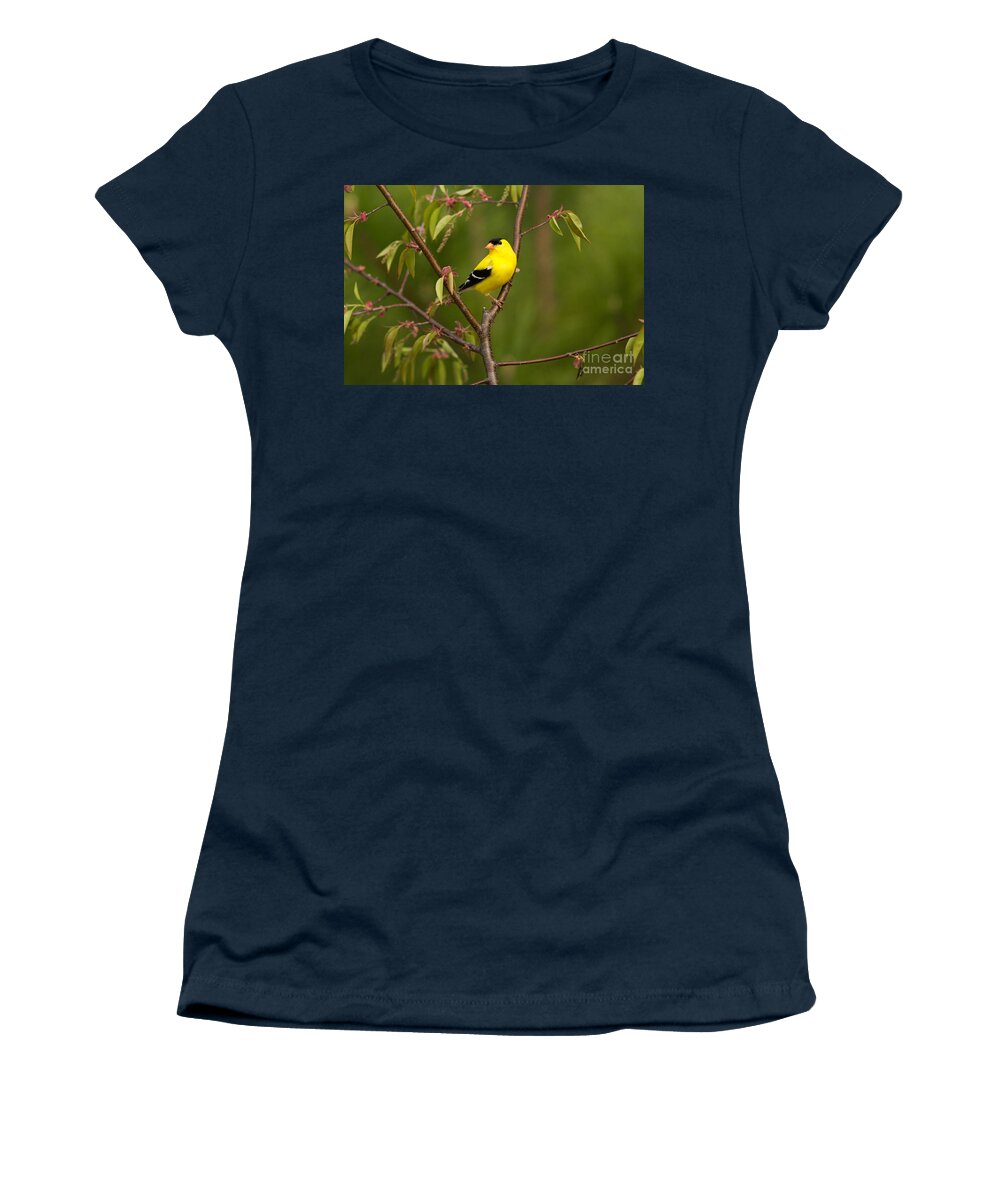 American Goldfinch Women's T-Shirt featuring the photograph American Goldfinch Carduelis Tristis #1 by Linda Freshwaters Arndt