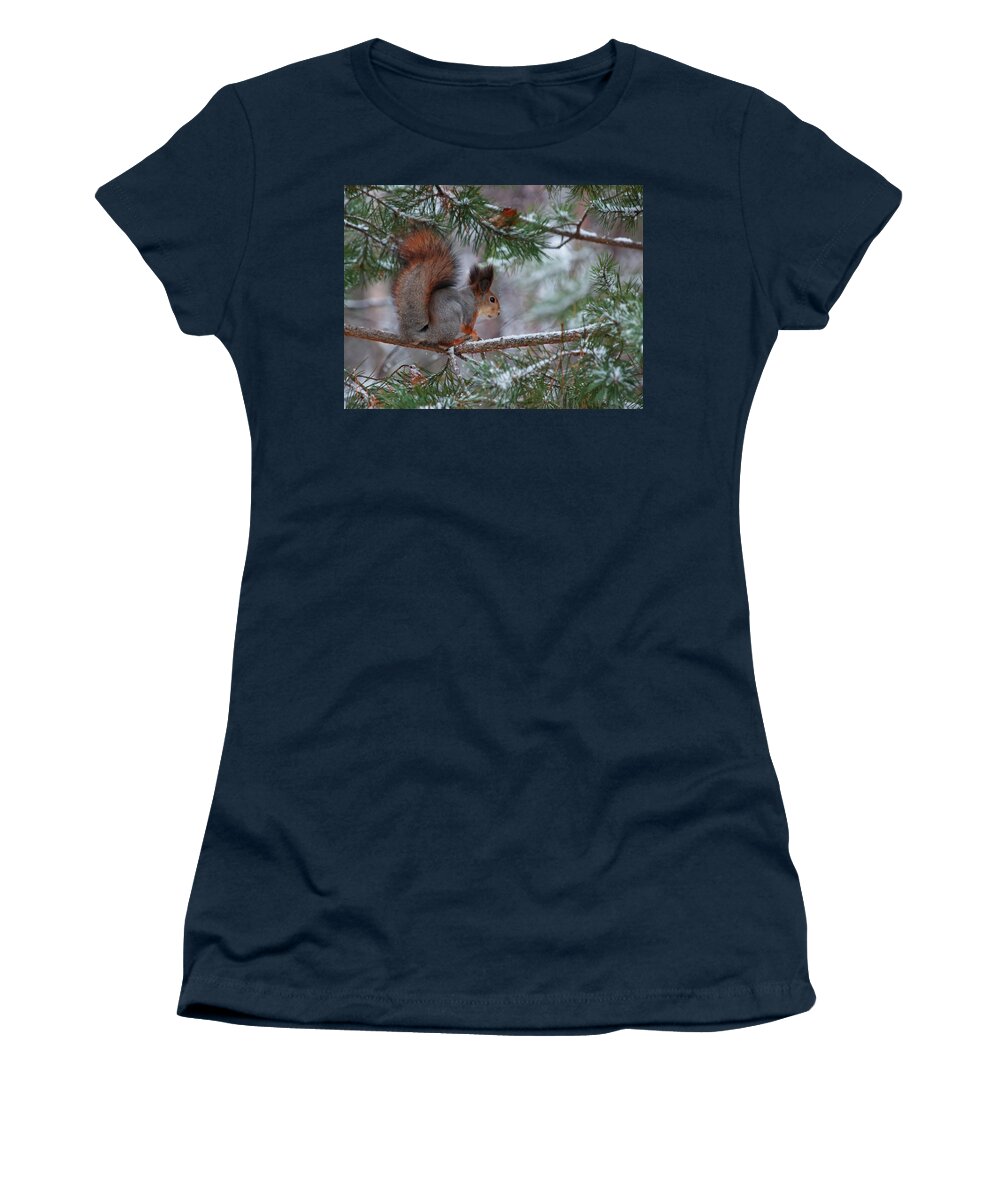 Eurasian Red Squirrel Women's T-Shirt featuring the photograph Eurasian red squirrel #1 by Jouko Lehto
