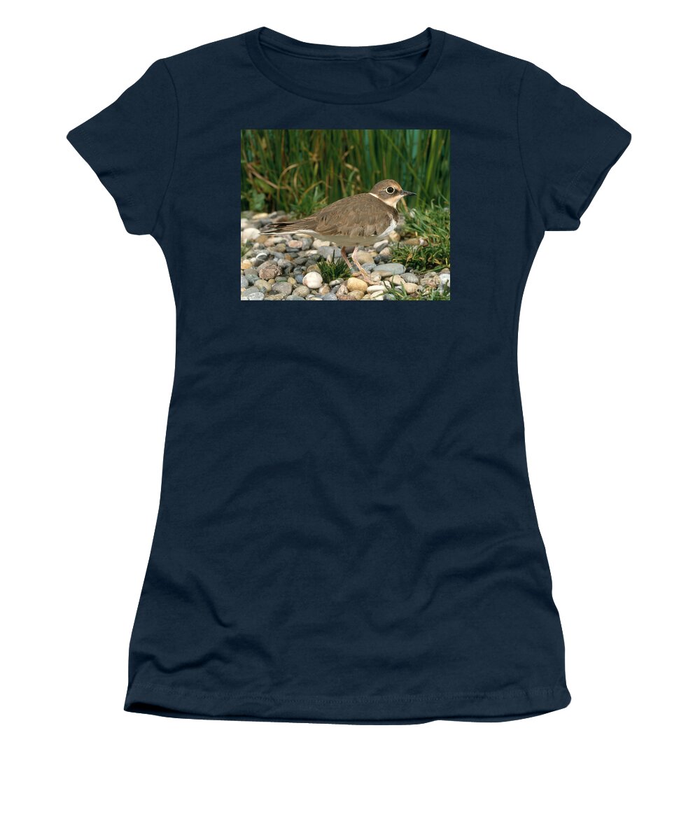 Plover Women's T-Shirt featuring the photograph Little Ringed Plover #1 by Hans Reinhard