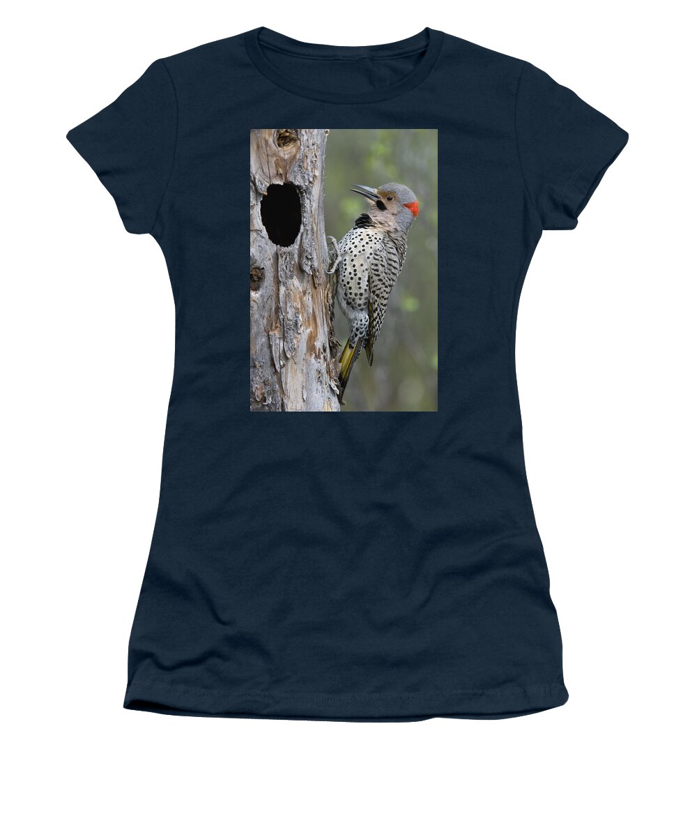 Michael Quinton Women's T-Shirt featuring the photograph Northern Flicker At Nest Cavity Alaska #1 by Michael Quinton