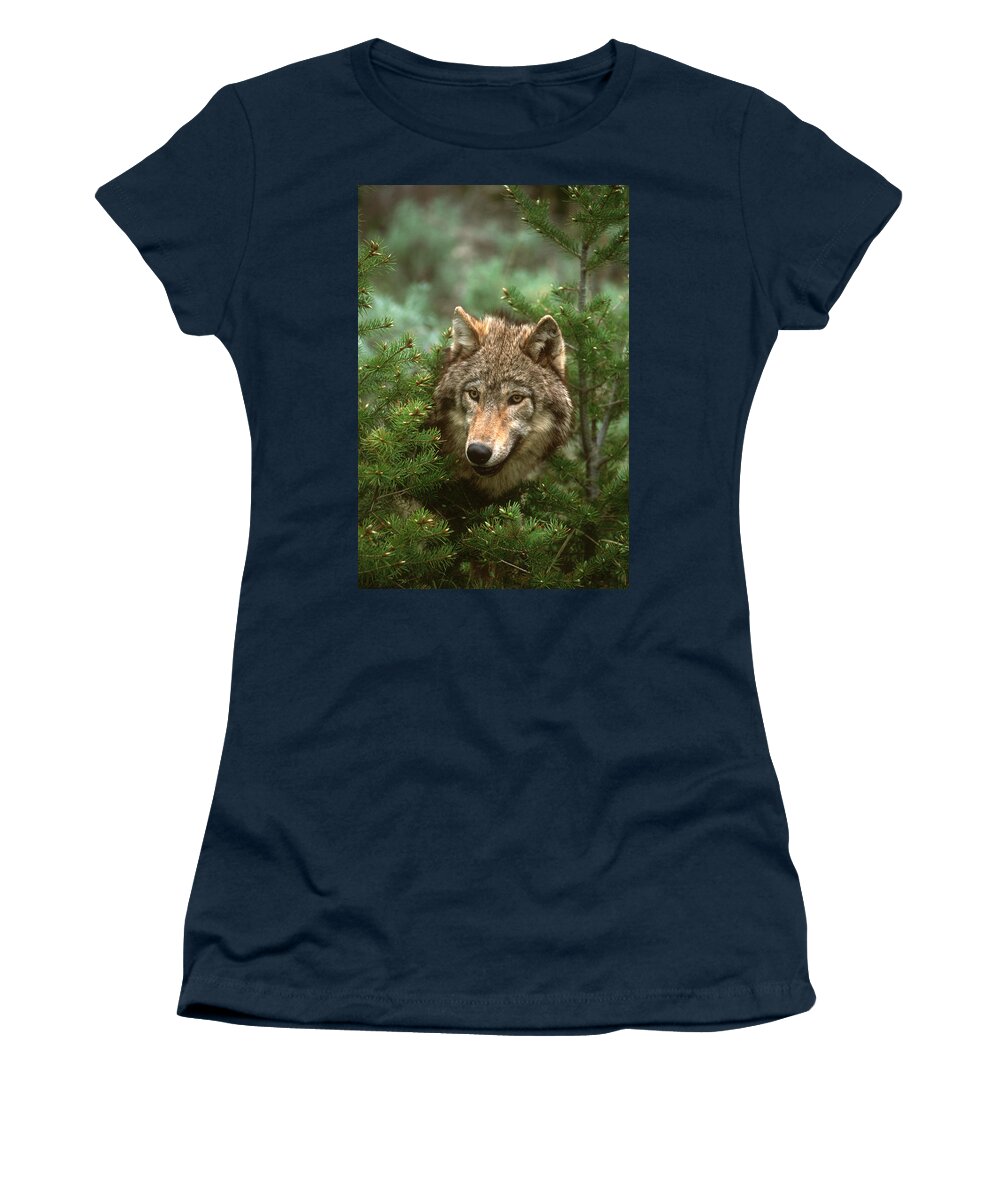Feb0514 Women's T-Shirt featuring the photograph Timber Wolf North America #1 by Tom Vezo