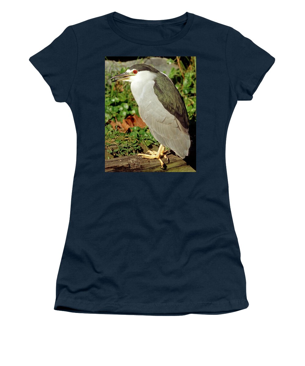Animal Women's T-Shirt featuring the photograph Black-crowned Night-heron #10 by Millard H. Sharp