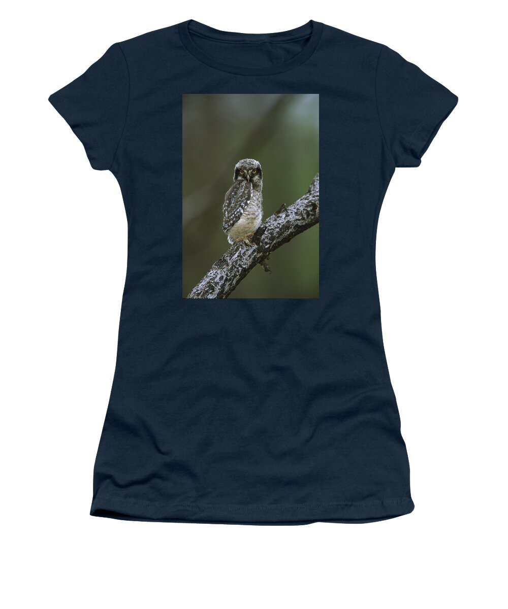 00220914 Women's T-Shirt featuring the photograph Northern Hawk Owl Chick by TomVezo