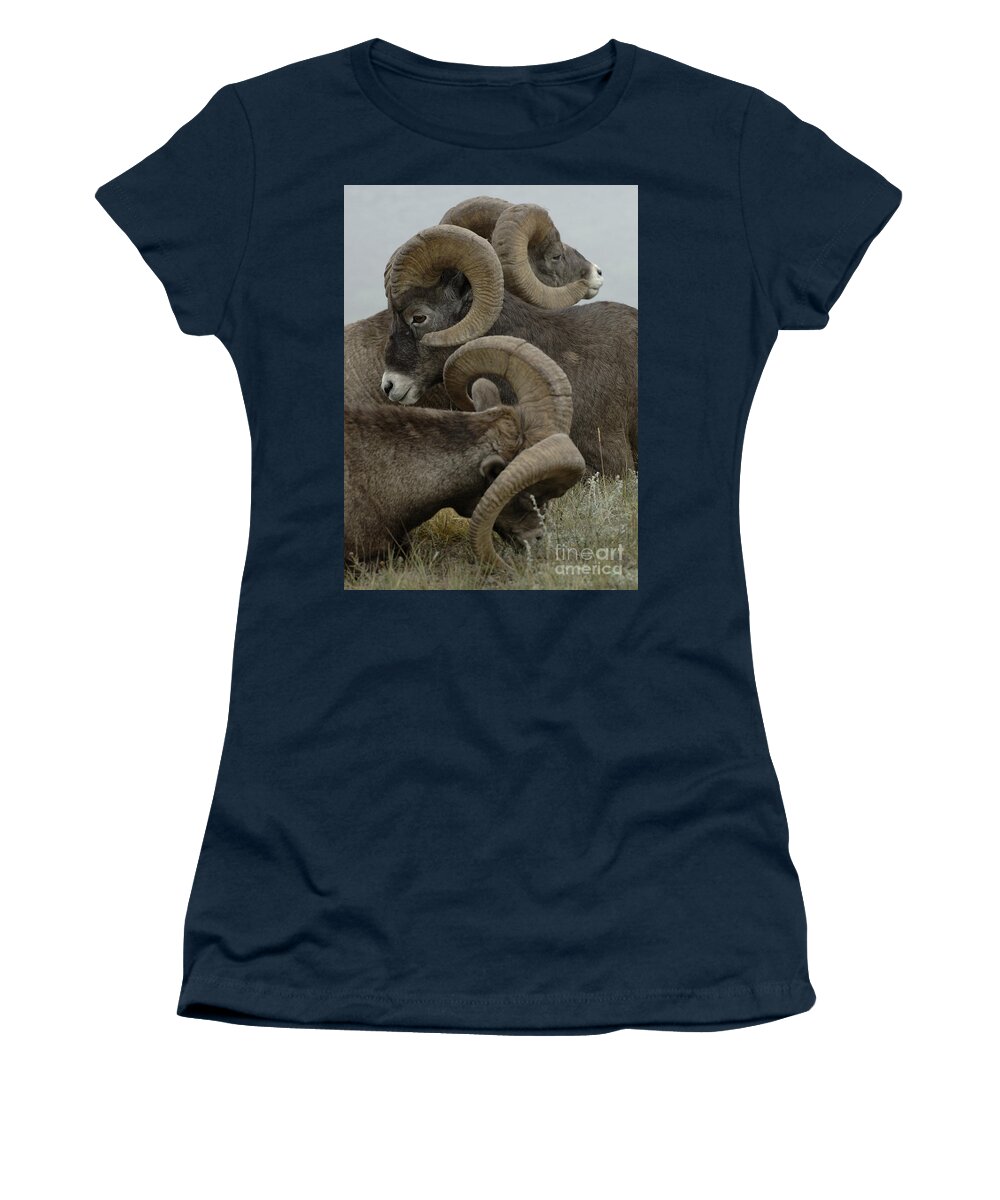 Big Horn Sheep Women's T-Shirt featuring the photograph Big Horn Sheep #2 by Bob Christopher