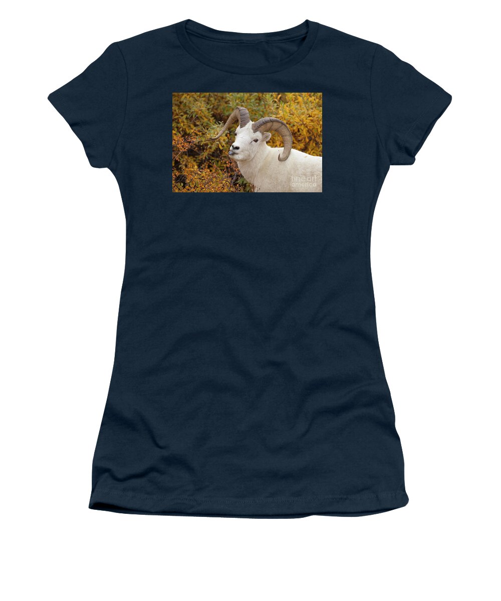 00440931 Women's T-Shirt featuring the photograph Dalls Sheep Ramin Denali by Yva Momatiuk John Eastcott