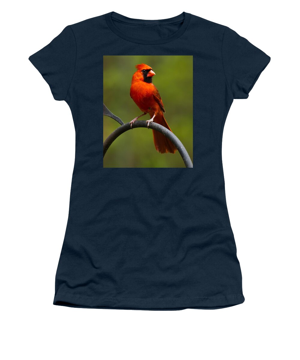 Male Cardinal Women's T-Shirt featuring the photograph Male Cardinal #2 by Robert L Jackson