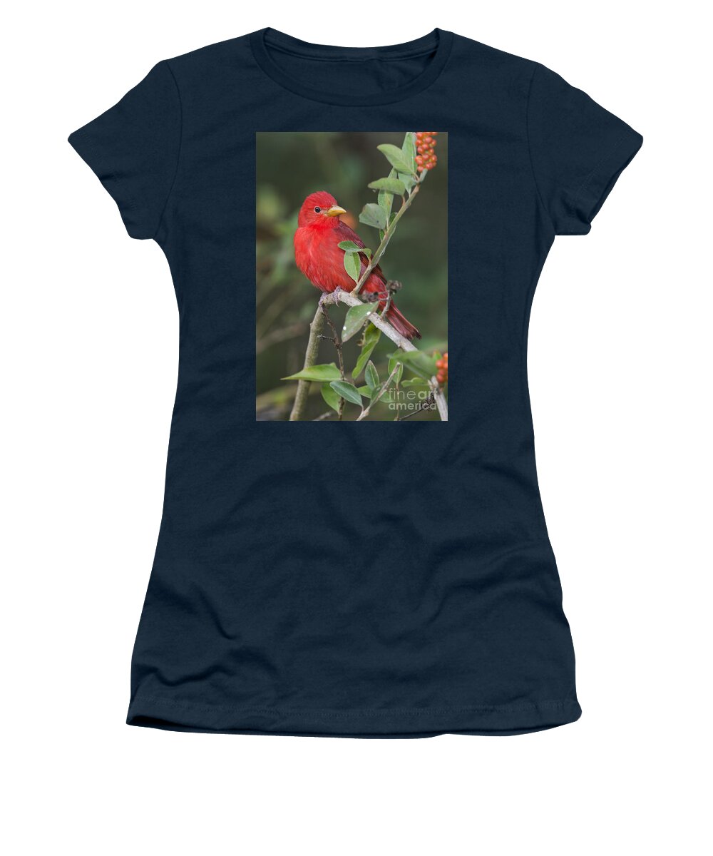 Summer Tanager Women's T-Shirt featuring the photograph Summer Tanager by Anthony Mercieca
