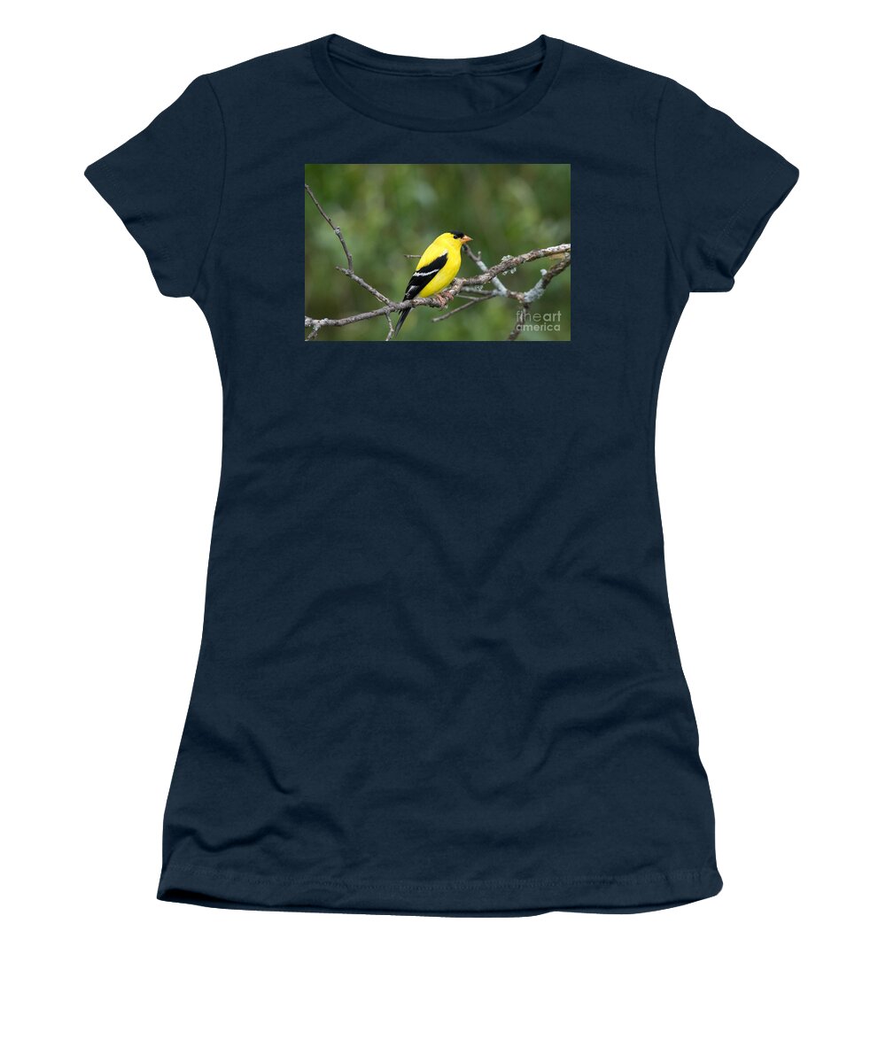 Carduelis Tristis Women's T-Shirt featuring the photograph American Goldfinch #24 by Linda Freshwaters Arndt