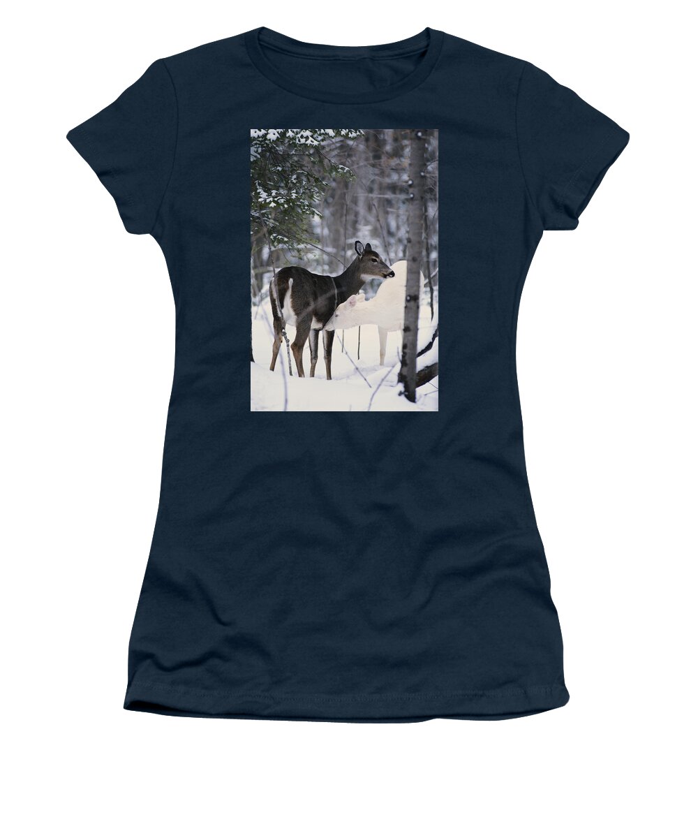 Nature Women's T-Shirt featuring the photograph Albino And Normal White-tailed Deer by Thomas & Pat Leeson