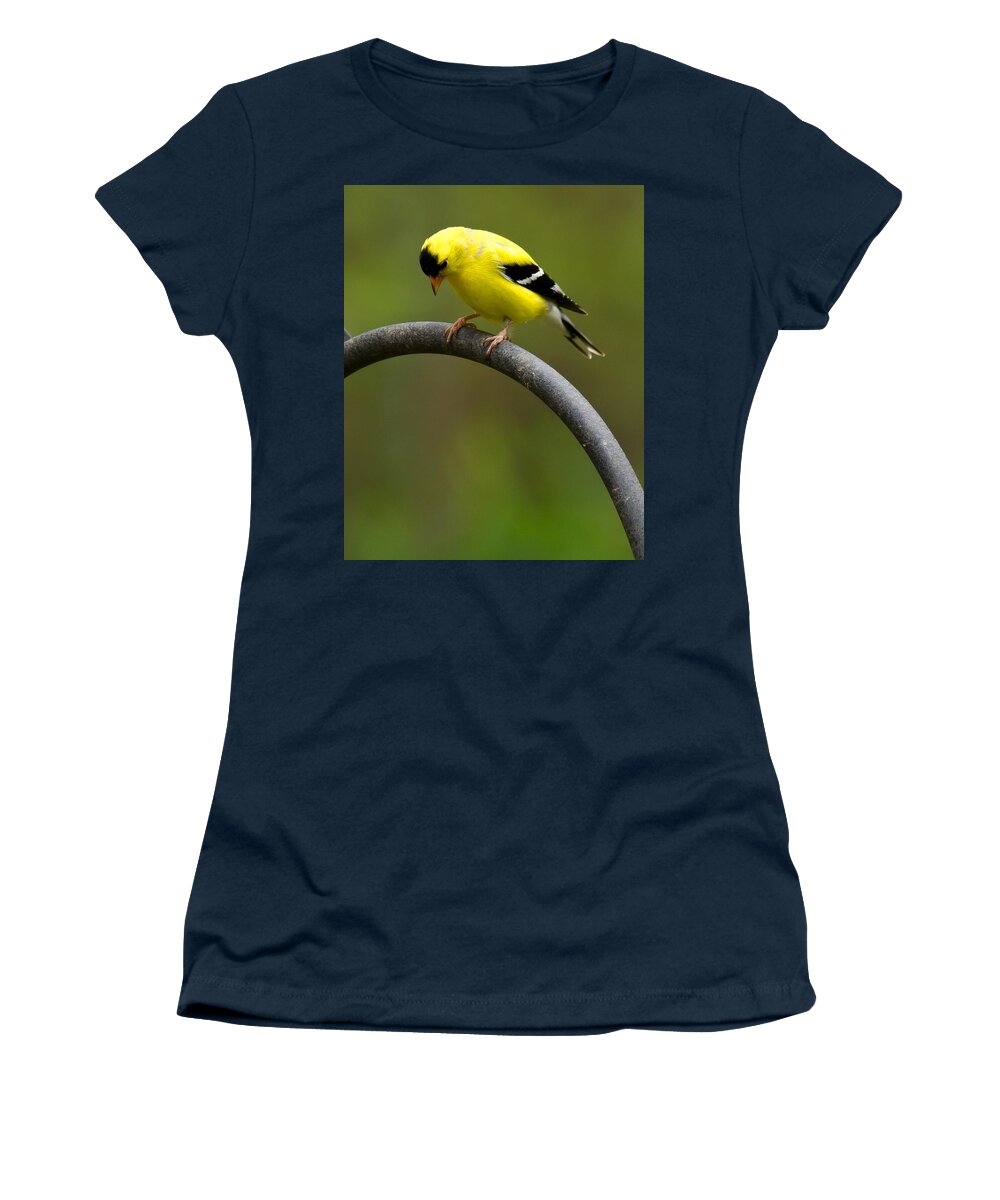 Goldfinch Women's T-Shirt featuring the photograph American Goldfinch #3 by Robert L Jackson