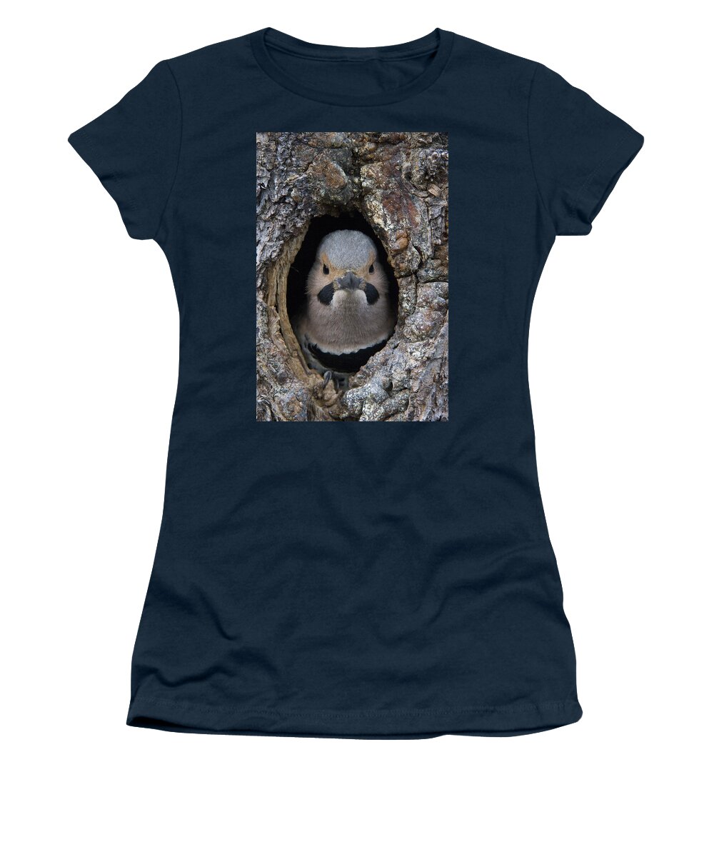 Michael Quinton Women's T-Shirt featuring the photograph Northern Flicker In Nest Cavity Alaska by Michael Quinton