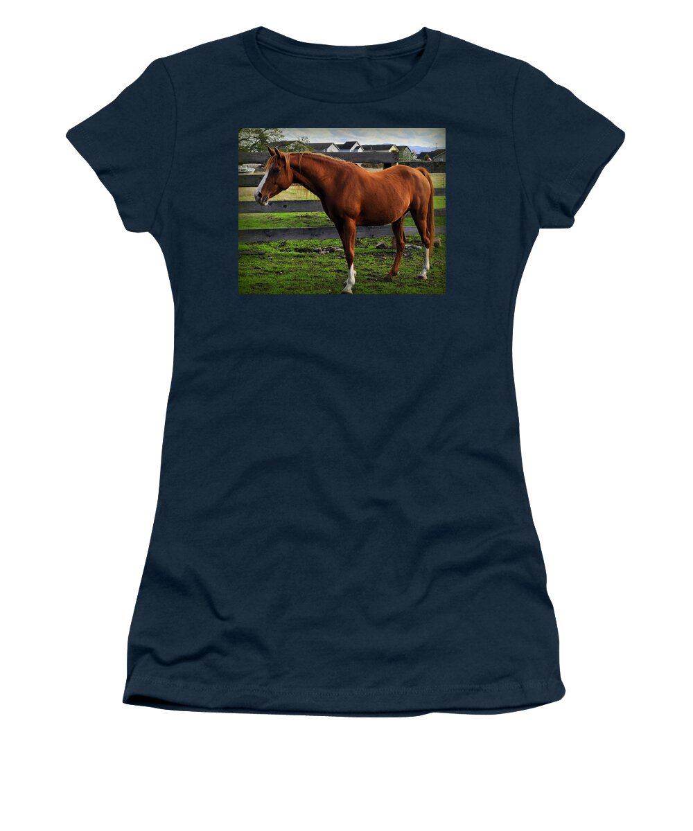 Horse Women's T-Shirt featuring the photograph A Fine Horse by Tikvah's Hope