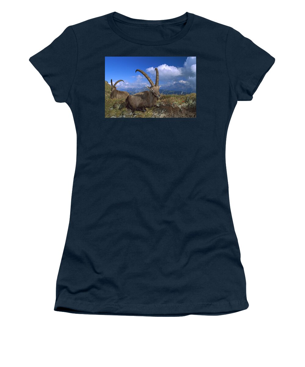 Feb0514 Women's T-Shirt featuring the photograph Alpine Ibex Males In The Swiss Alps by Konrad Wothe