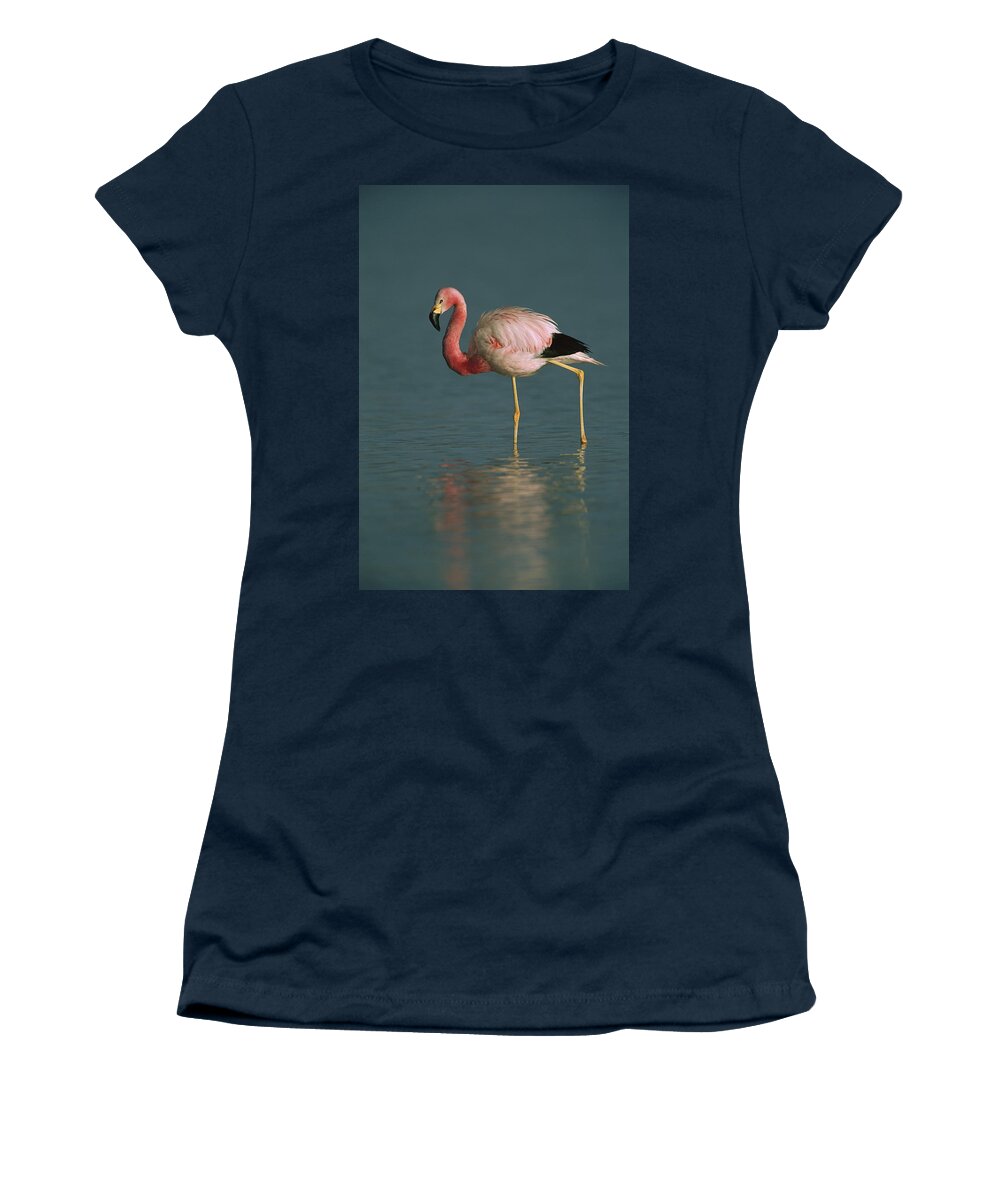 Feb0514 Women's T-Shirt featuring the photograph Andean Flamingo Wading Laguna Blanca by Pete Oxford