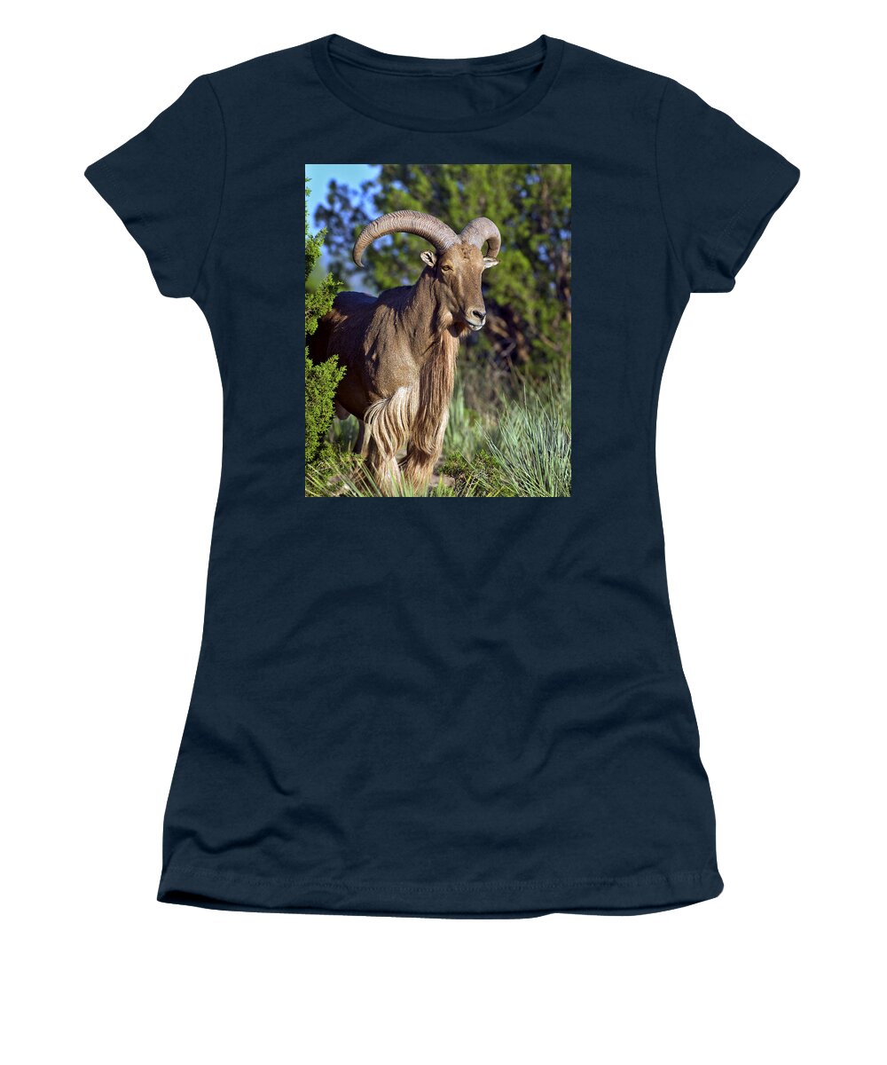  Aoudad Women's T-Shirt featuring the photograph Aoudad Sheep by Gary Langley