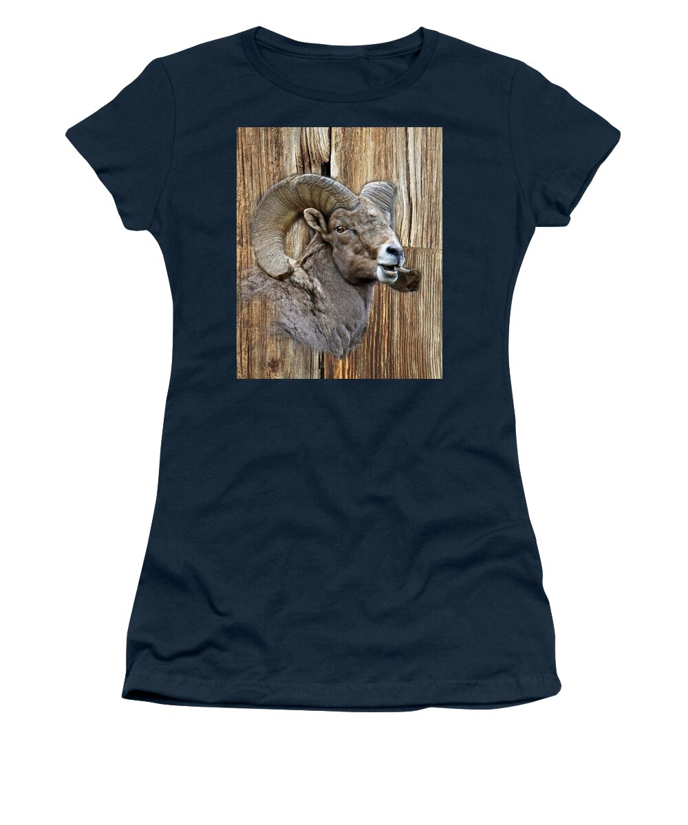 Wildlife Women's T-Shirt featuring the photograph Bighorn Sheep Barnwood by Steve McKinzie
