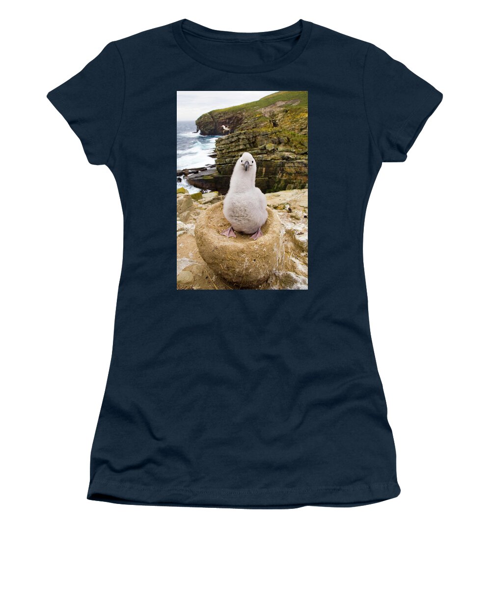 00345511 Women's T-Shirt featuring the photograph Black-browed Albatross Chick Falklands by 