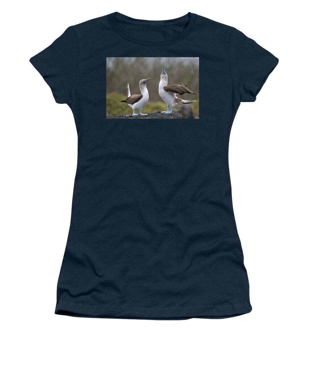 Feb0514 Women's T-Shirt featuring the photograph Blue-footed Boobies Courting Galapagos by Tui De Roy