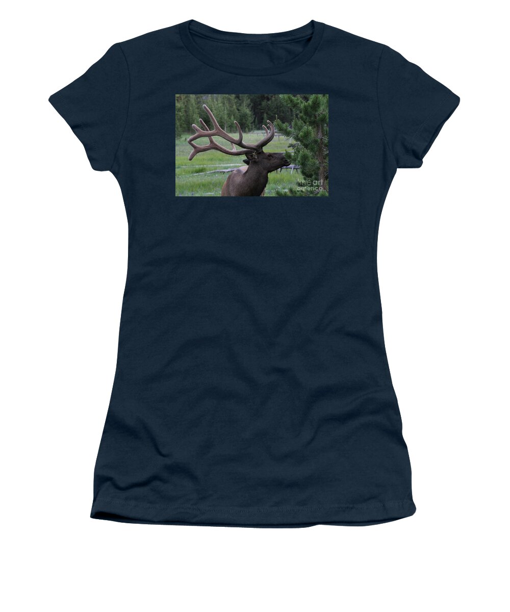 Bull Elk Women's T-Shirt featuring the photograph Bull Elk in Velvet by Edward R Wisell