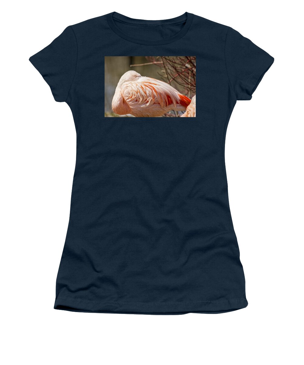Adaption Women's T-Shirt featuring the photograph Chilean Pink Flamingo by Peter Lakomy