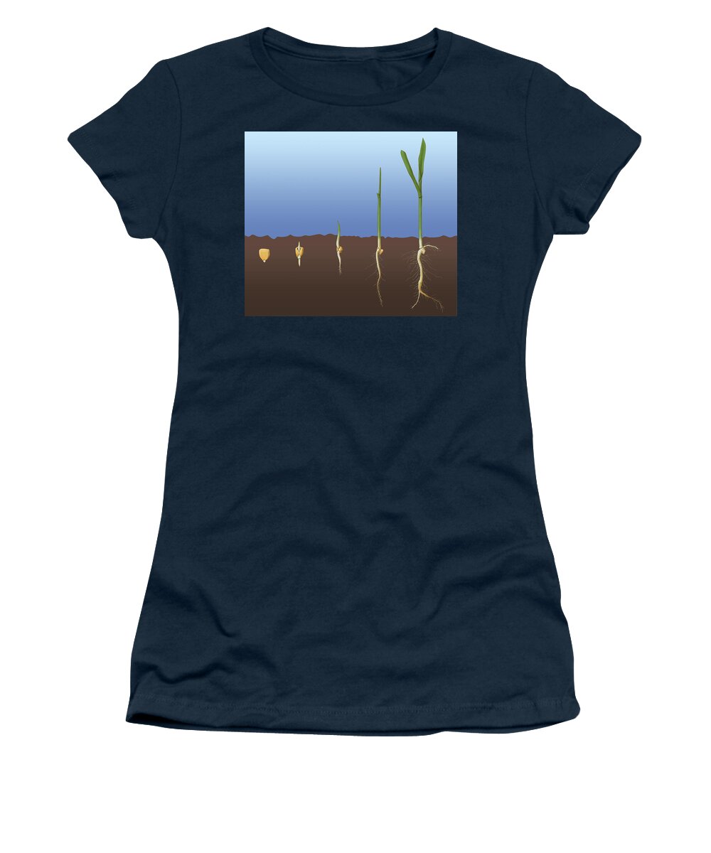 Science Women's T-Shirt featuring the photograph Corn Seed Germination, Illustration by Monica Schroeder