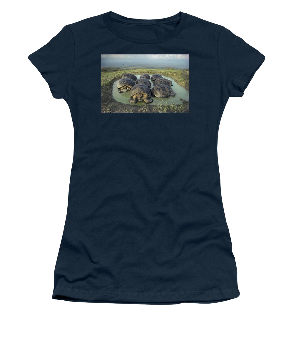 Feb0514 Women's T-Shirt featuring the photograph Galapagos Giant Tortoises Wallowing by Tui De Roy