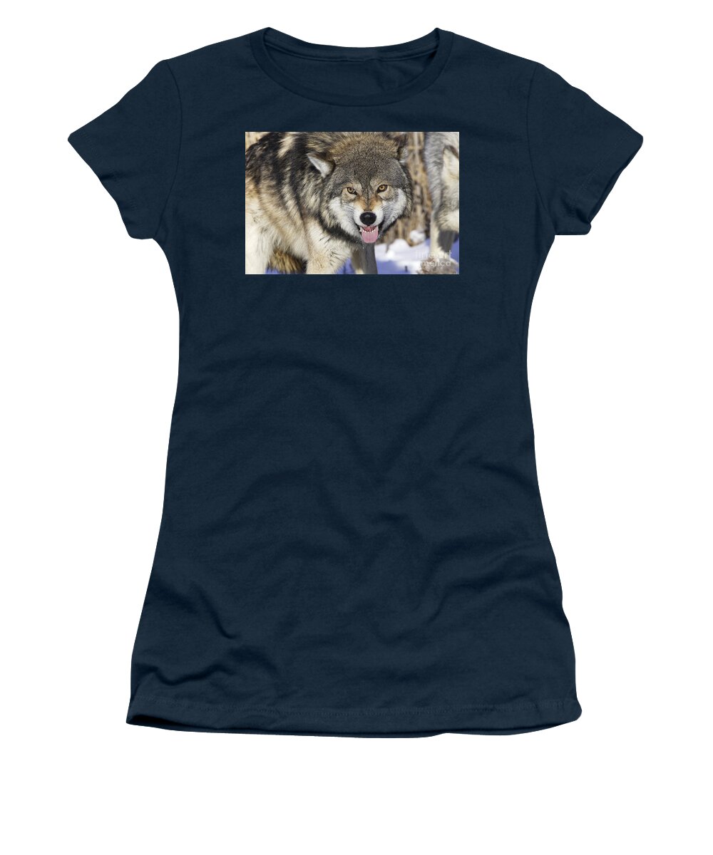 Wolf Women's T-Shirt featuring the photograph Gray Wolf, Canis Lupus by M. Watson