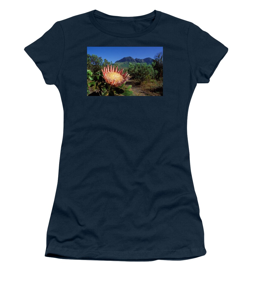 Protea Women's T-Shirt featuring the photograph King Protea Flower by Nigel Dennis